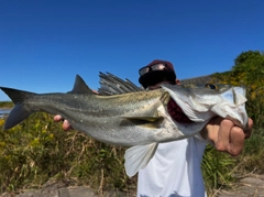 スズキの釣果