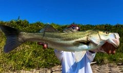 スズキの釣果