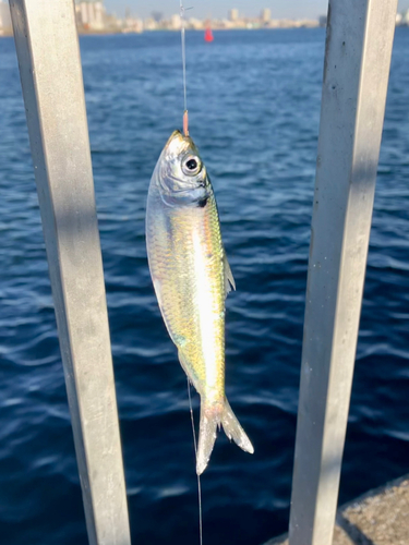 サッパの釣果