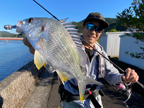 キチヌの釣果