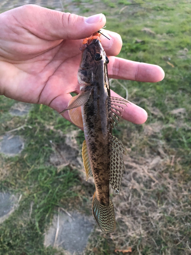 ハゼの釣果