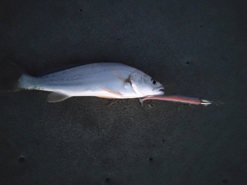 ニベの釣果