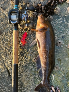 アイナメの釣果