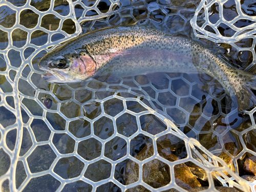 ニジマスの釣果