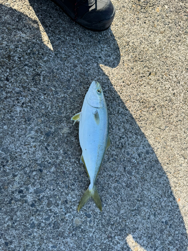 イナダの釣果