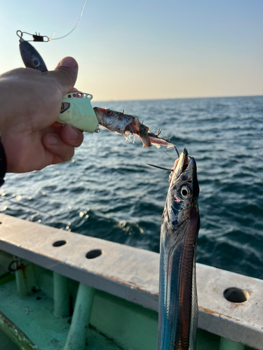 タチウオの釣果