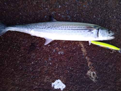 サゴシの釣果