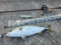 ハマチの釣果