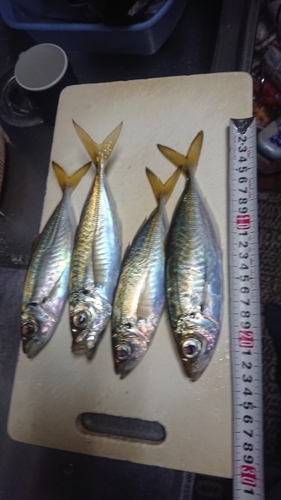 アジの釣果