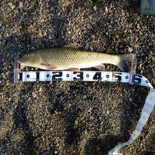 ニゴイの釣果