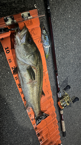 シーバスの釣果