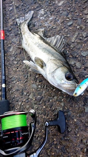 セイゴ（ヒラスズキ）の釣果