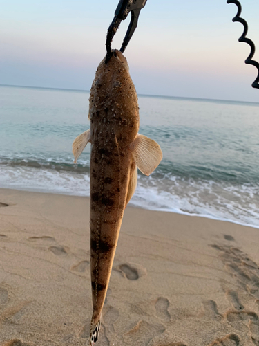 マゴチの釣果