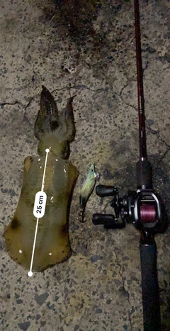 アオリイカの釣果