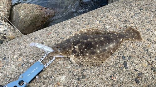 ソゲの釣果