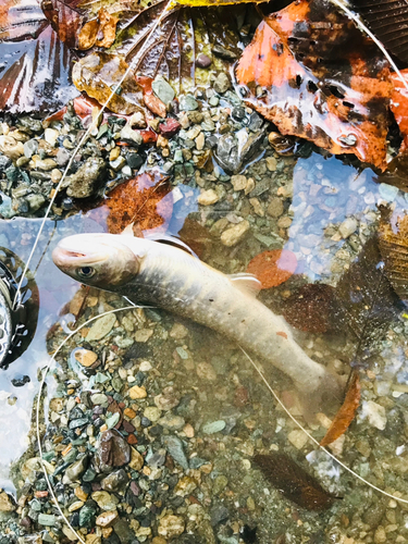 イワナの釣果