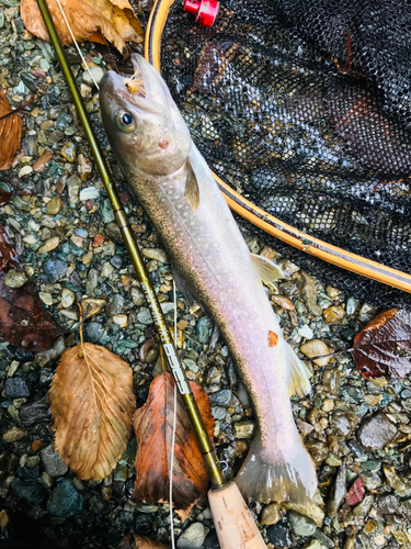 イワナの釣果