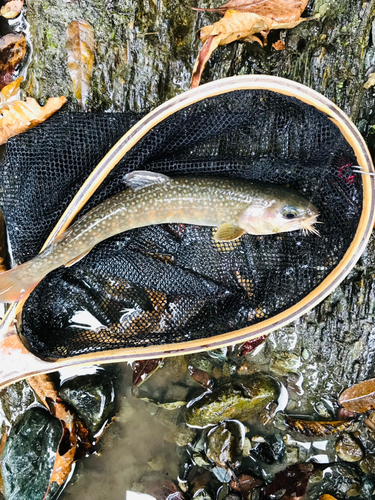 イワナの釣果