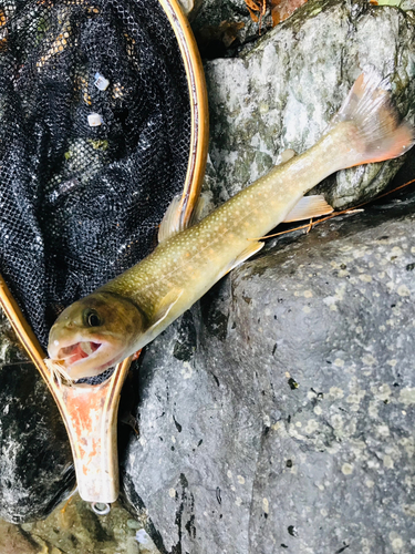 イワナの釣果