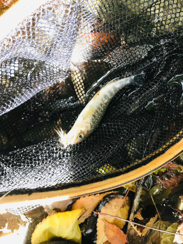 イワナの釣果