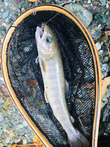 イワナの釣果