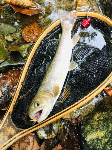 イワナの釣果