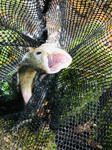 イワナの釣果