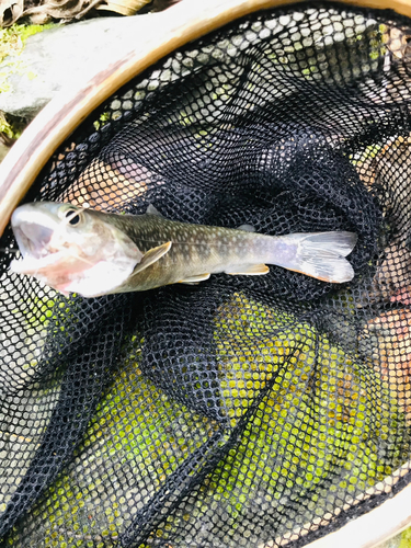 イワナの釣果