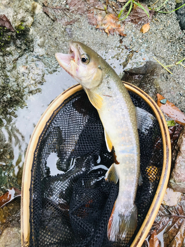 イワナの釣果