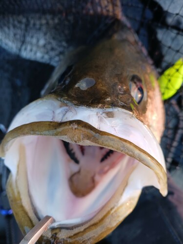 シーバスの釣果