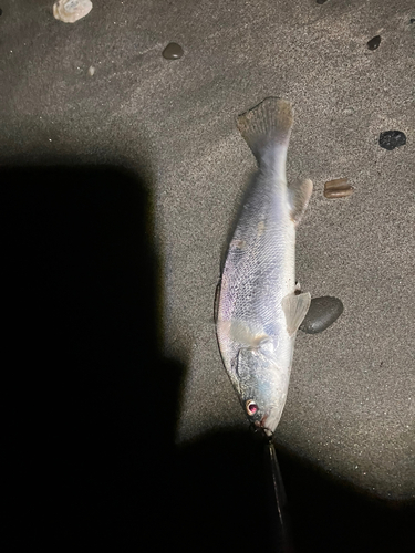 ニベの釣果