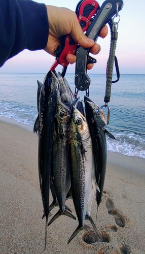 サゴシの釣果