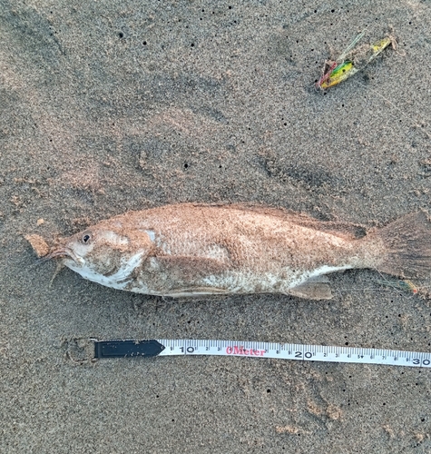 ニベの釣果