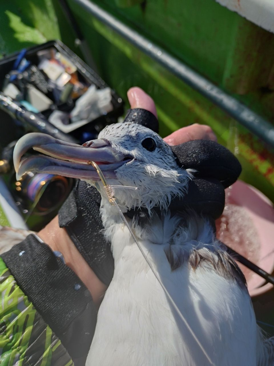 ユウチャンメンさんの釣果 3枚目の画像