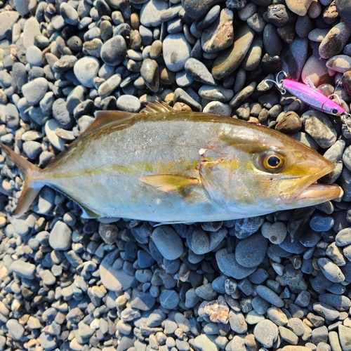 ショゴの釣果