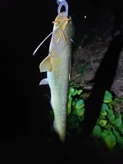 ナマズの釣果