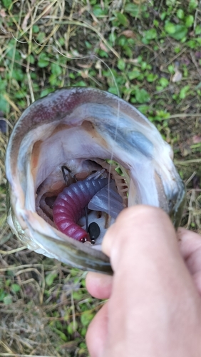 ブラックバスの釣果