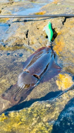 アオリイカの釣果