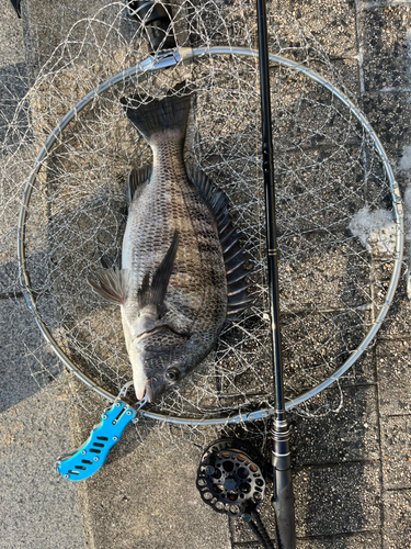 チヌの釣果