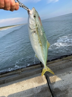 イナダの釣果