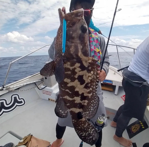 ヤイトハタの釣果