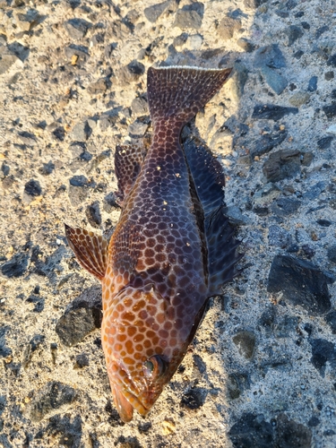 オオモンハタの釣果