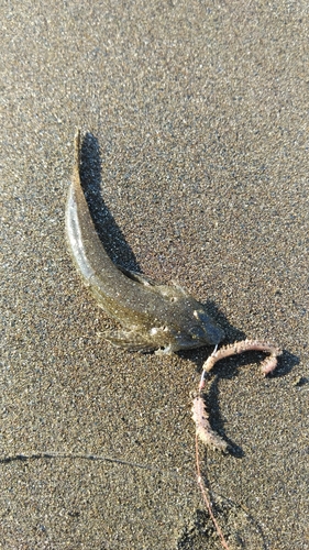 マゴチの釣果