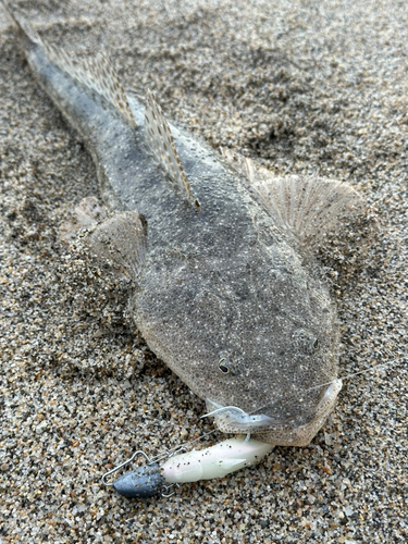 マゴチの釣果