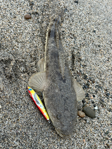 マゴチの釣果