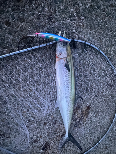 サゴシの釣果