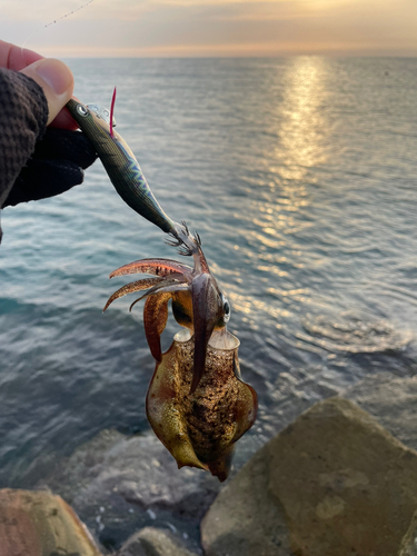 アオリイカの釣果