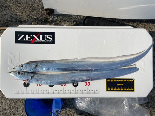 タチウオの釣果