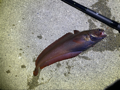 ドンコの釣果