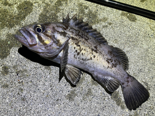 クロソイの釣果